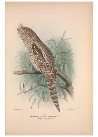 Reproducción/Reproduction 48684316178: The Birds of Australia. London :Witherby & Co.,1910-1927.. 