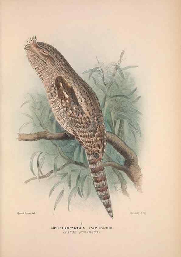 Reproducción/Reproduction 48684316178: The Birds of Australia. London :Witherby & Co.,1910-1927.. 