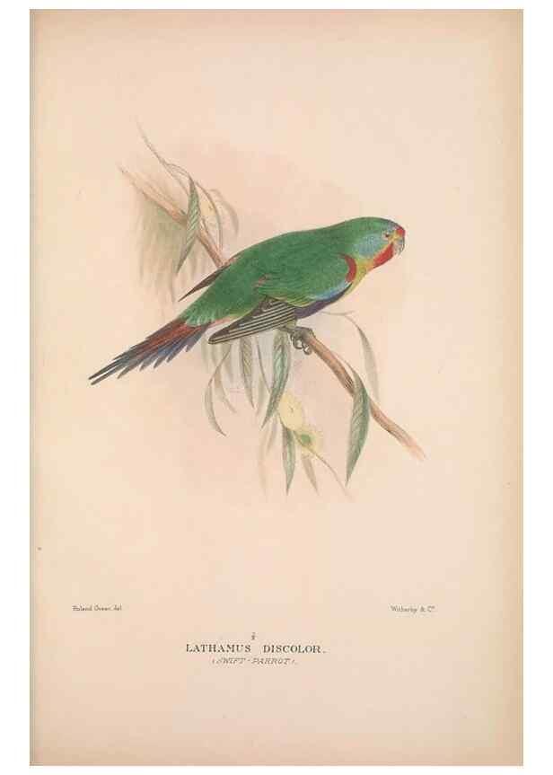 Reproducción/Reproduction 48684795887: The Birds of Australia. London :Witherby & Co.,1910-1927.. 