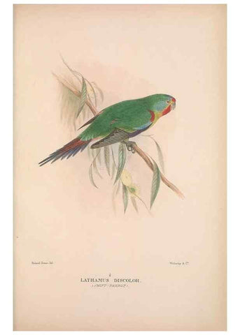Reproducción/Reproduction 48684795887: The Birds of Australia. London :Witherby & Co.,1910-1927.. 