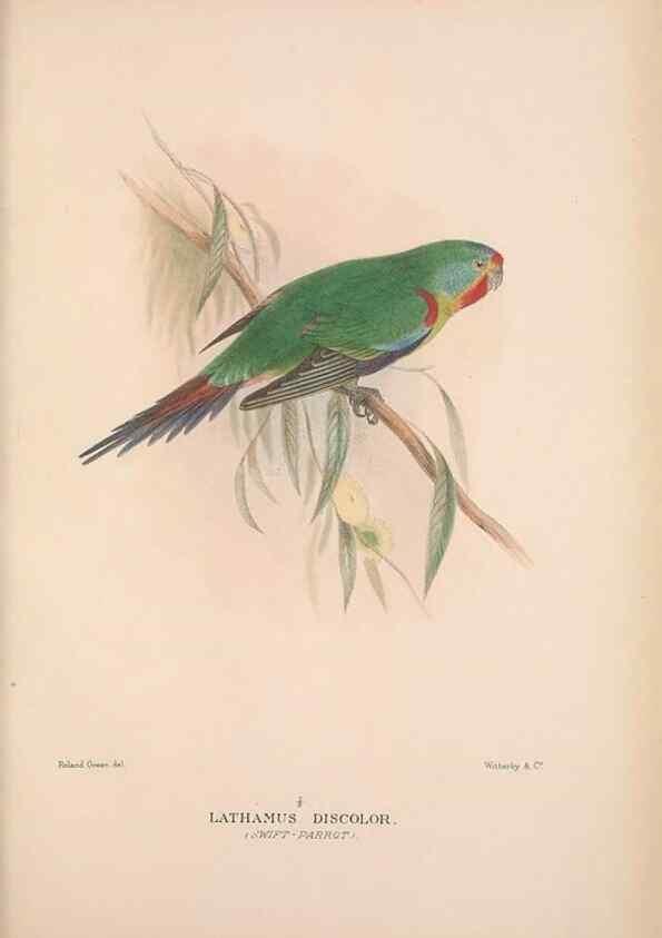 Reproducción/Reproduction 48684795887: The Birds of Australia. London :Witherby & Co.,1910-1927.. 