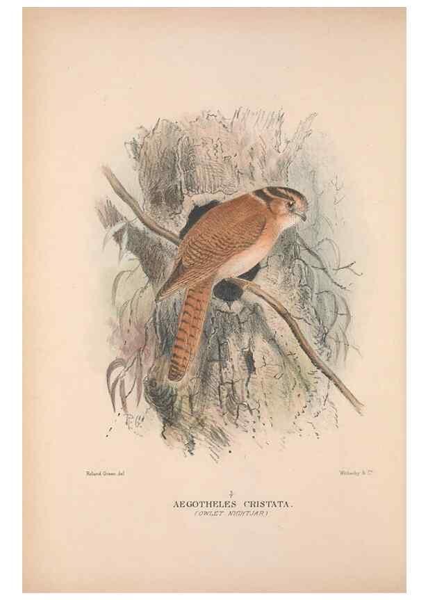 Reproducción/Reproduction 48684655451: The Birds of Australia. London :Witherby & Co.,1910-1927.. 