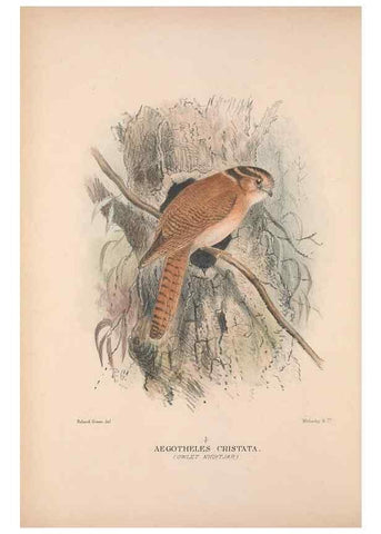 Reproducción/Reproduction 48684655451: The Birds of Australia. London :Witherby & Co.,1910-1927.. 