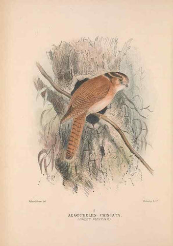 Reproducción/Reproduction 48684655451: The Birds of Australia. London :Witherby & Co.,1910-1927.. 