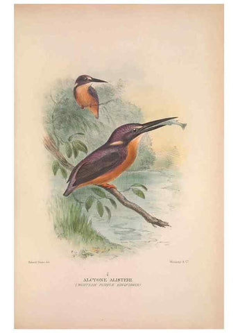 Reproducción/Reproduction 48684317133: The Birds of Australia. London :Witherby & Co.,1910-1927.. 