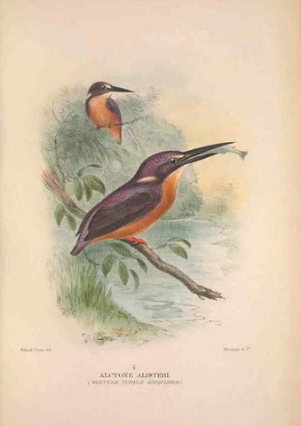 Reproducción/Reproduction 48684317133: The Birds of Australia. London :Witherby & Co.,1910-1927.. 