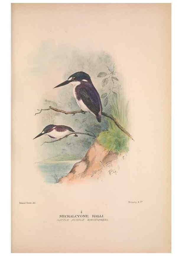 Reproducción/Reproduction 48684829077: The Birds of Australia. London :Witherby & Co.,1910-1927.. 