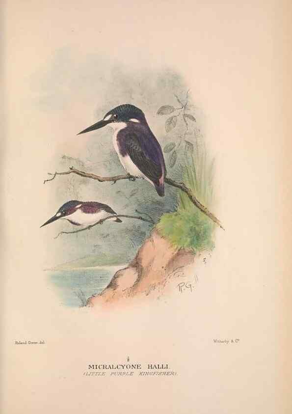 Reproducción/Reproduction 48684829077: The Birds of Australia. London :Witherby & Co.,1910-1927.. 