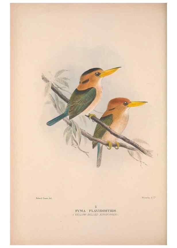 Reproducción/Reproduction 48684656726: The Birds of Australia. London :Witherby & Co.,1910-1927.. 