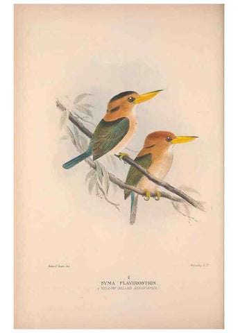 Reproducción/Reproduction 48684656726: The Birds of Australia. London :Witherby & Co.,1910-1927.. 