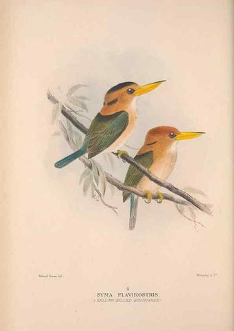 Reproducción/Reproduction 48684656726: The Birds of Australia. London :Witherby & Co.,1910-1927.. 