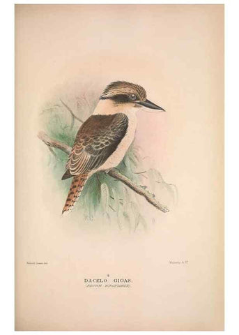 Reproducción/Reproduction 48684317998: The Birds of Australia. London :Witherby & Co.,1910-1927.. 