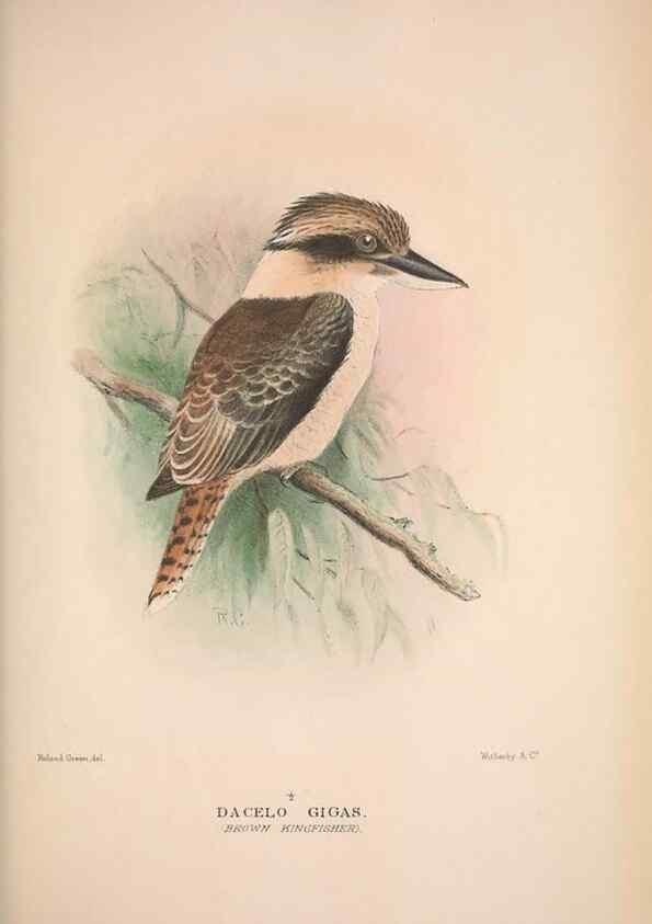 Reproducción/Reproduction 48684317998: The Birds of Australia. London :Witherby & Co.,1910-1927.. 