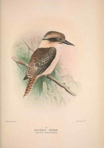 Reproducción/Reproduction 48684317998: The Birds of Australia. London :Witherby & Co.,1910-1927.. 