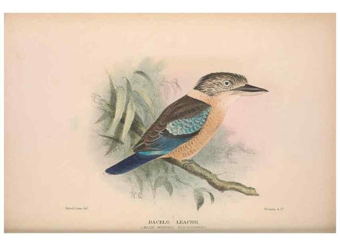 Reproducción/Reproduction 48684829872: The Birds of Australia. London :Witherby & Co.,1910-1927.. 