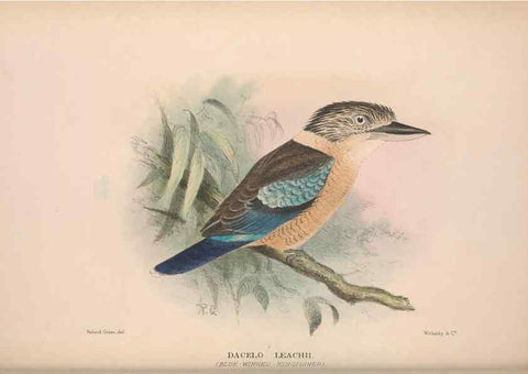 Reproducción/Reproduction 48684829872: The Birds of Australia. London :Witherby & Co.,1910-1927.. 