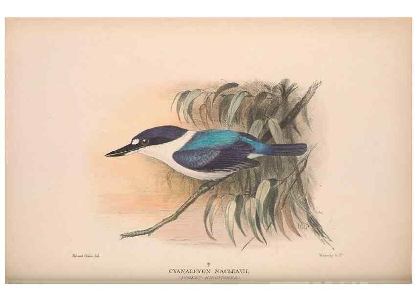 Reproducción/Reproduction 48684657556: The Birds of Australia. London :Witherby & Co.,1910-1927.. 