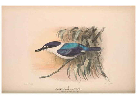 Reproducción/Reproduction 48684657556: The Birds of Australia. London :Witherby & Co.,1910-1927.. 
