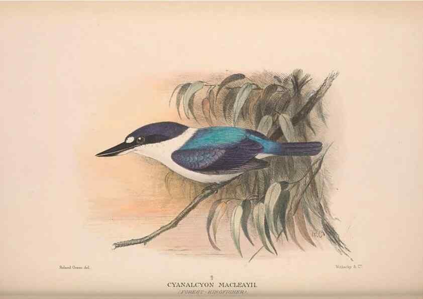 Reproducción/Reproduction 48684657556: The Birds of Australia. London :Witherby & Co.,1910-1927.. 