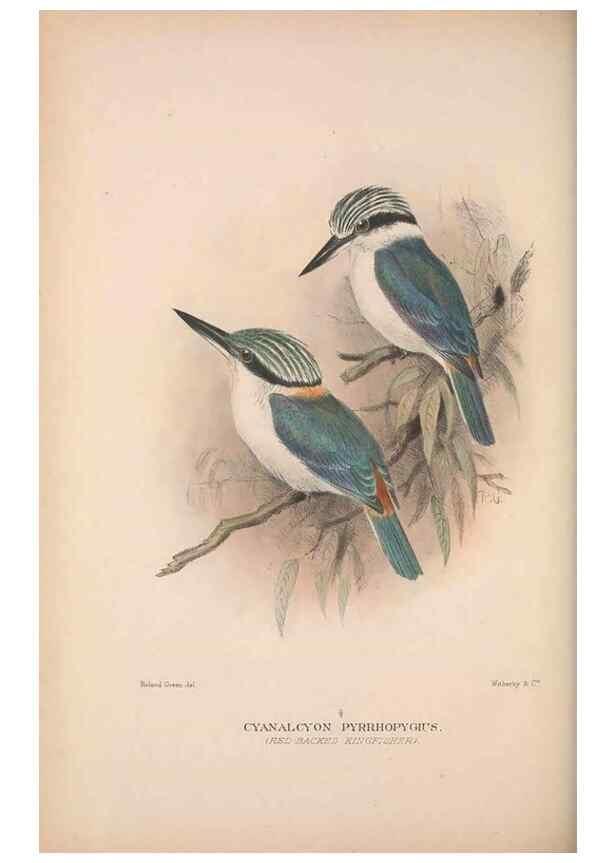 Reproducción/Reproduction 48684830302: The Birds of Australia. London :Witherby & Co.,1910-1927.. 