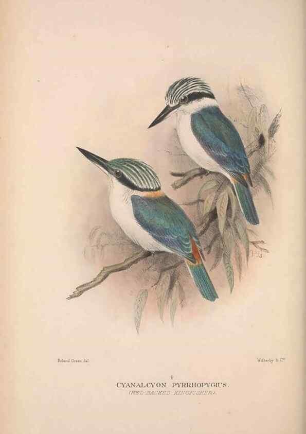 Reproducción/Reproduction 48684830302: The Birds of Australia. London :Witherby & Co.,1910-1927.. 