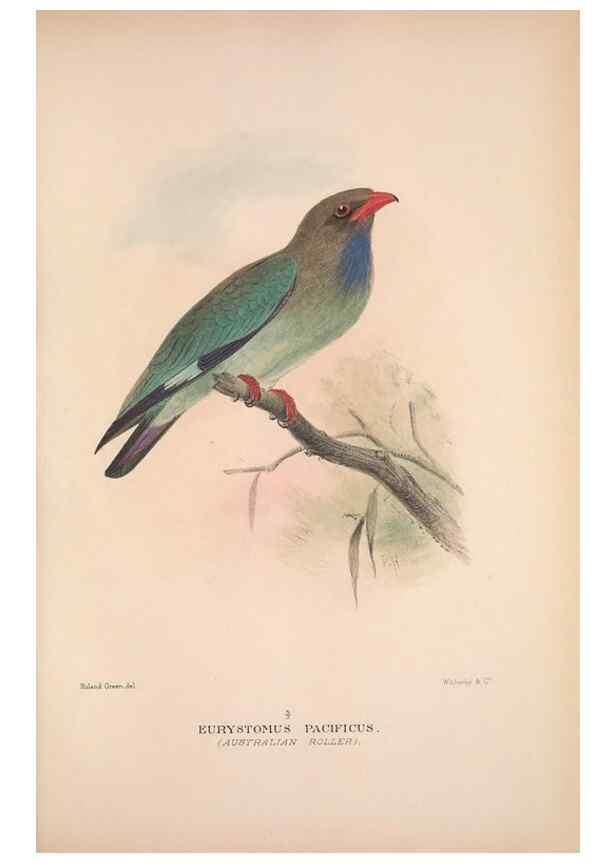 Reproducción/Reproduction 48684655786: The Birds of Australia. London :Witherby & Co.,1910-1927.. 