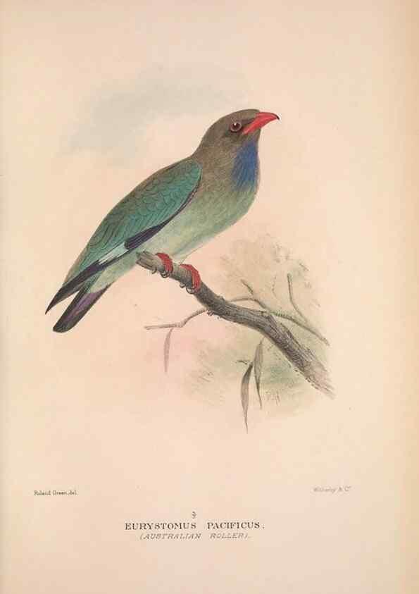 Reproducción/Reproduction 48684655786: The Birds of Australia. London :Witherby & Co.,1910-1927.. 