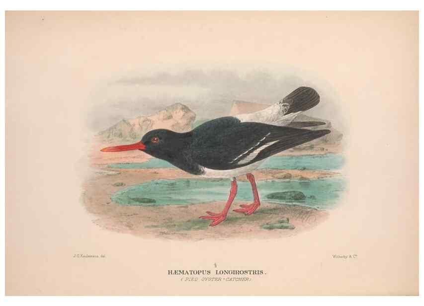 Reproducción/Reproduction 48684045683: The Birds of Australia. London :Witherby & Co.,1910-1927.. 