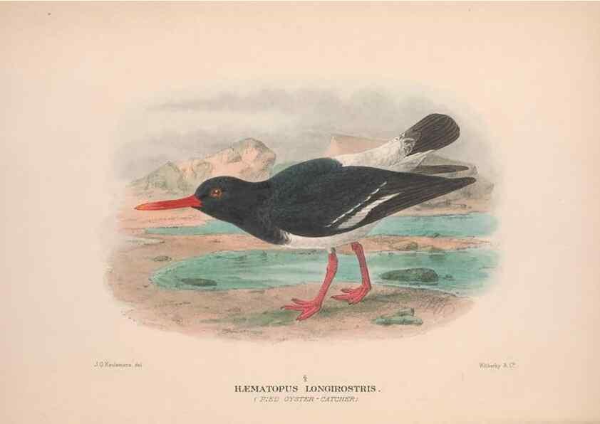 Reproducción/Reproduction 48684045683: The Birds of Australia. London :Witherby & Co.,1910-1927.. 