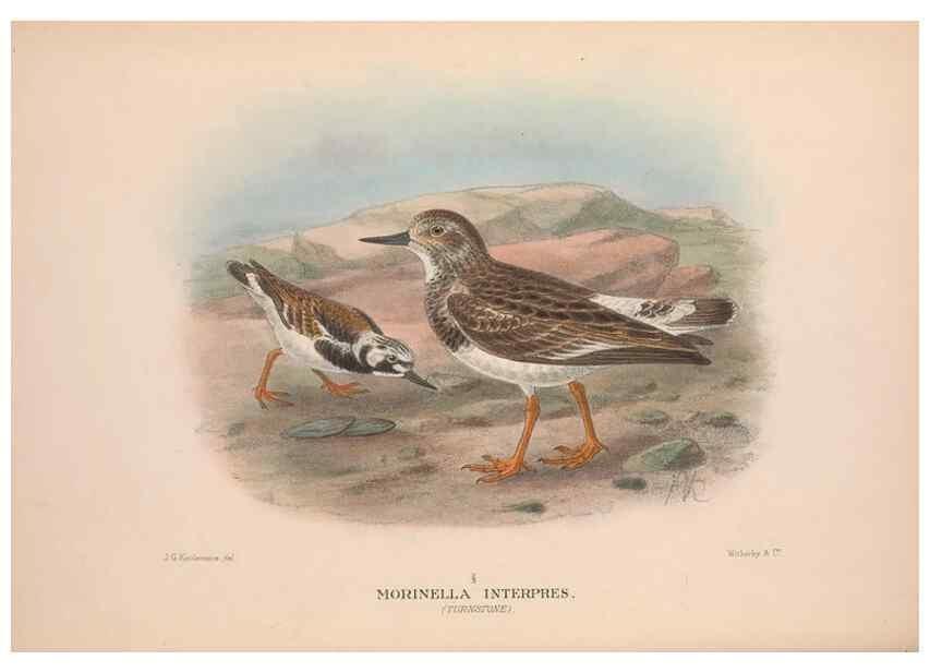 Reproducción/Reproduction 48684384466: The Birds of Australia. London :Witherby & Co.,1910-1927.. 