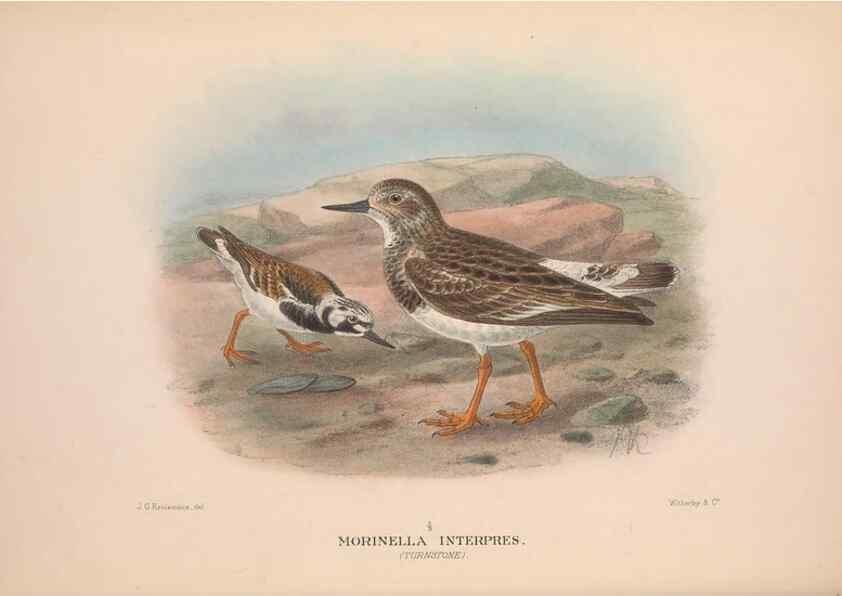 Reproducción/Reproduction 48684384466: The Birds of Australia. London :Witherby & Co.,1910-1927.. 
