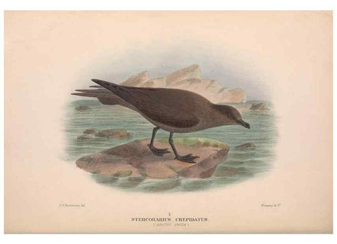 Reproducción/Reproduction 48684491387: The Birds of Australia. London :Witherby & Co.,1910-1927.. 