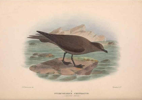 Reproducción/Reproduction 48684491387: The Birds of Australia. London :Witherby & Co.,1910-1927.. 