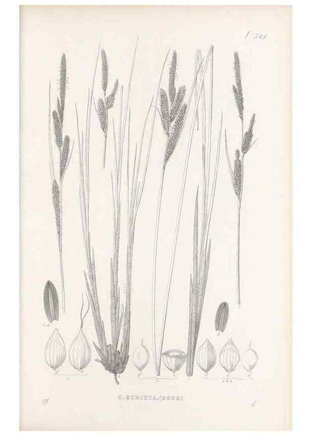 Reproducción/Reproduction 48683035968: Illustrations of the genus Carex. London :William Pamplin,1858-1867.. 