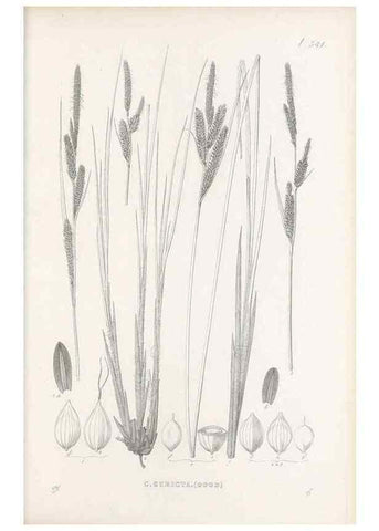 Reproducción/Reproduction 48683035968: Illustrations of the genus Carex. London :William Pamplin,1858-1867.. 