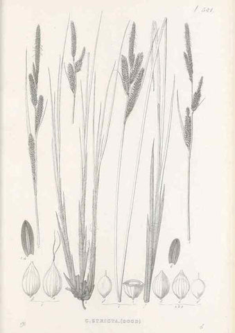 Reproducción/Reproduction 48683035968: Illustrations of the genus Carex. London :William Pamplin,1858-1867.. 