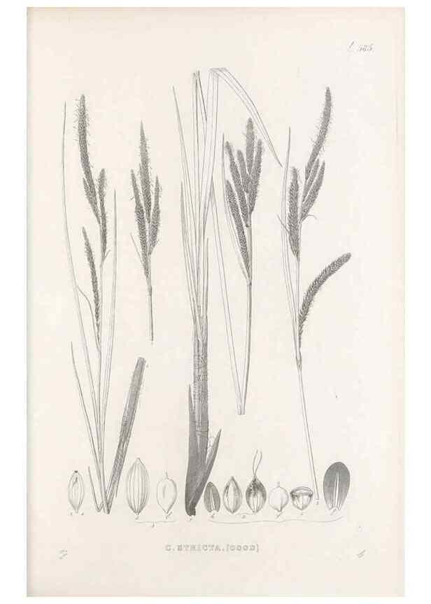 Reproducción/Reproduction 48683551402: Illustrations of the genus Carex. London :William Pamplin,1858-1867.. 