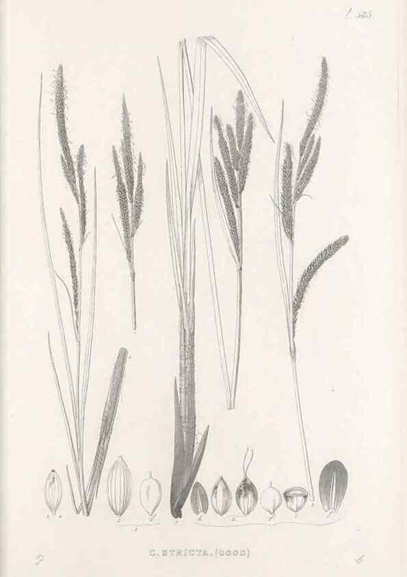 Reproducción/Reproduction 48683551402: Illustrations of the genus Carex. London :William Pamplin,1858-1867.. 