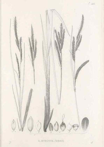 Reproducción/Reproduction 48683551402: Illustrations of the genus Carex. London :William Pamplin,1858-1867.. 