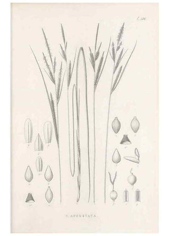 Reproducción/Reproduction 48683036488: Illustrations of the genus Carex. London :William Pamplin,1858-1867.. 