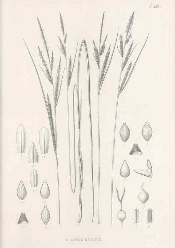 Reproducción/Reproduction 48683036488: Illustrations of the genus Carex. London :William Pamplin,1858-1867.. 