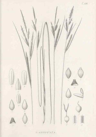 Reproducción/Reproduction 48683036488: Illustrations of the genus Carex. London :William Pamplin,1858-1867.. 