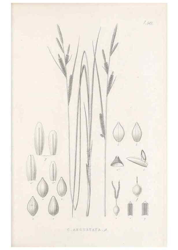 Reproducción/Reproduction 48683376711: Illustrations of the genus Carex. London :William Pamplin,1858-1867.. 
