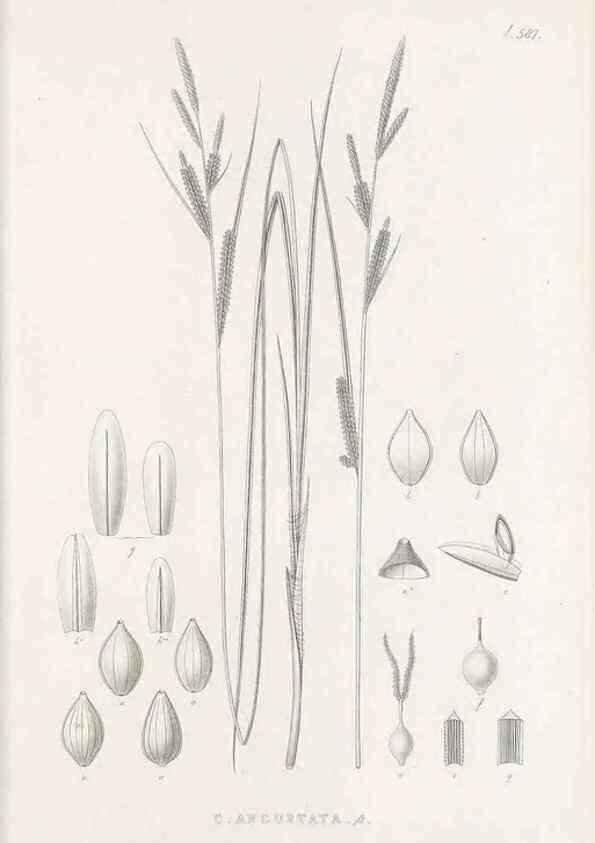 Reproducción/Reproduction 48683376711: Illustrations of the genus Carex. London :William Pamplin,1858-1867.. 