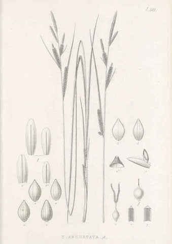 Reproducción/Reproduction 48683376711: Illustrations of the genus Carex. London :William Pamplin,1858-1867.. 