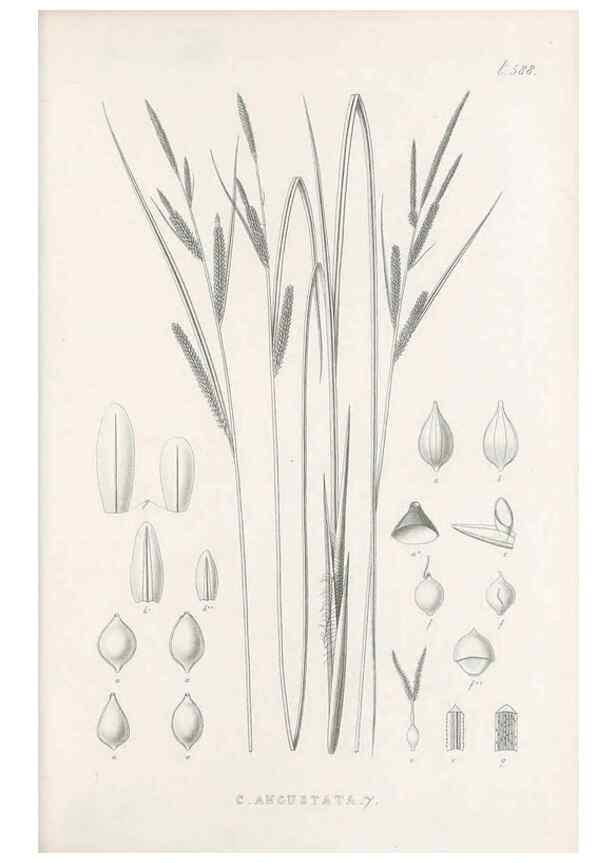 Reproducción/Reproduction 48683037298: Illustrations of the genus Carex. London :William Pamplin,1858-1867.. 
