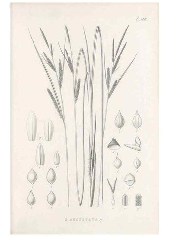 Reproducción/Reproduction 48683037298: Illustrations of the genus Carex. London :William Pamplin,1858-1867.. 