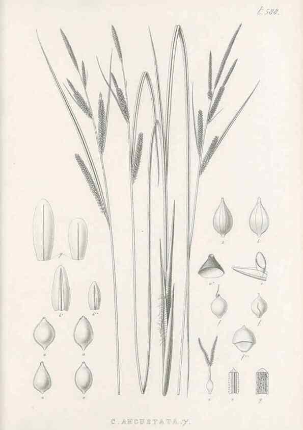 Reproducción/Reproduction 48683037298: Illustrations of the genus Carex. London :William Pamplin,1858-1867.. 