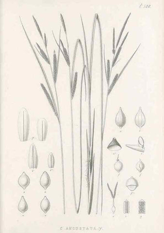 Reproducción/Reproduction 48683037298: Illustrations of the genus Carex. London :William Pamplin,1858-1867.. 