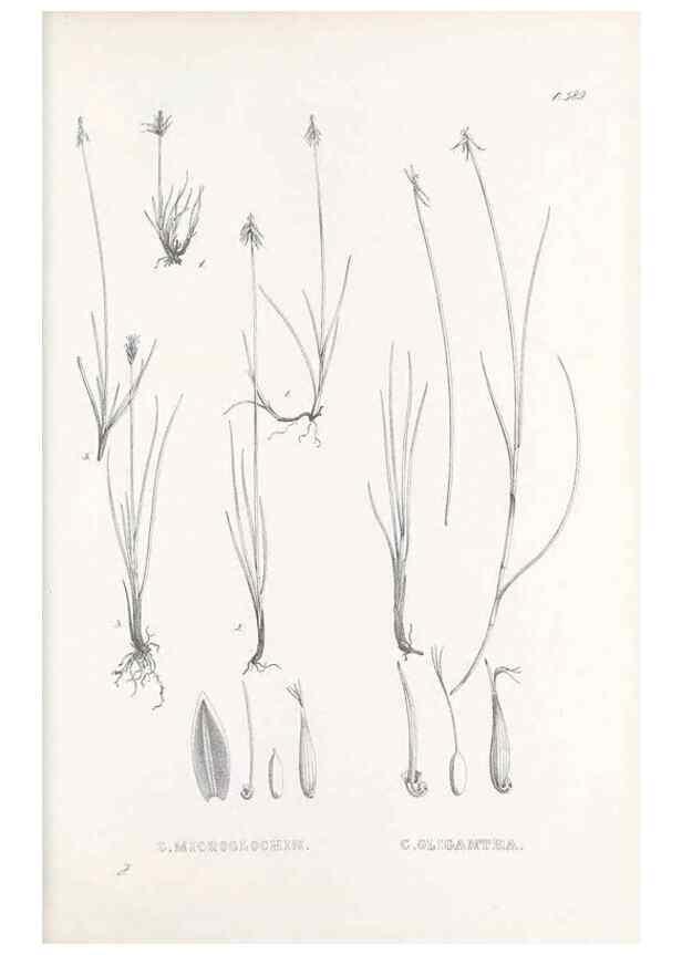 Reproducción/Reproduction 48683552527: Illustrations of the genus Carex. London :William Pamplin,1858-1867.. 